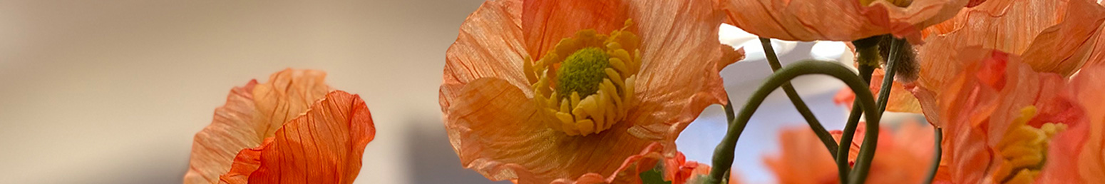 A close up photo of poppy flowers in bloom
